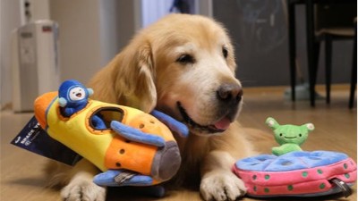 狗玩具