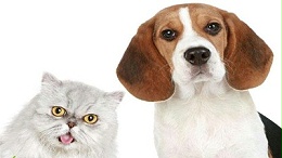 狗窝哪里有批发—如何选择高利润产品【嘉美乐】