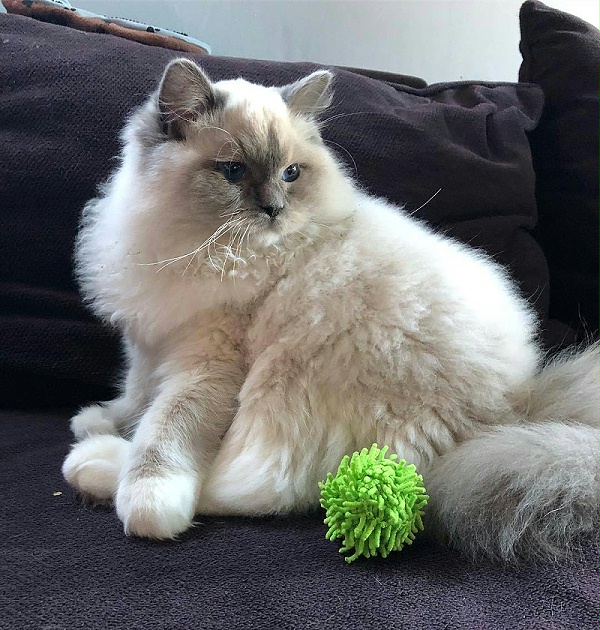 猫狗玩具