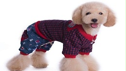 狗衣服哪里有批发—线上线下都可以【嘉美乐】