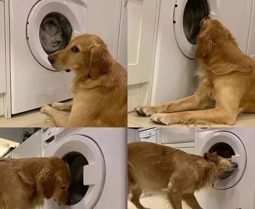 狗玩具