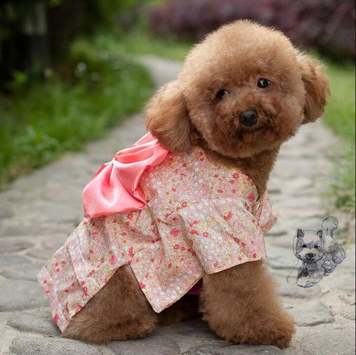狗衣服