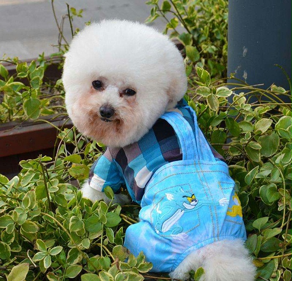 狗衣服