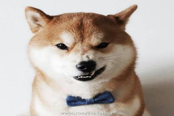 狗玩具生产工厂