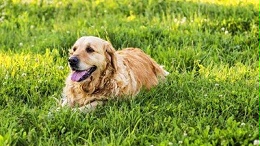 宠物玩具哪里有批发—秋季宠物玩具批发要注意三点【嘉美乐】