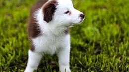 哪里有狗衣服批发市场—如何正确购买衣服？【嘉美乐】