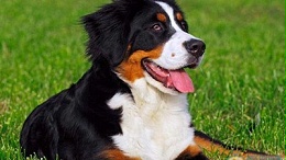 狗窝批发厂家—你若盛开，蝴蝶自来【嘉美乐】