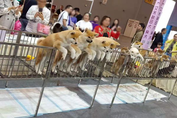 狗窝批发