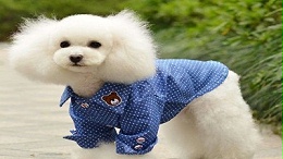 狗的衣服批发&nbsp;—宠物穿Burberry就好吗？