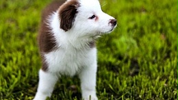 广州宠物衣服工厂—广州衣服工厂为何能声明远播【嘉美乐】