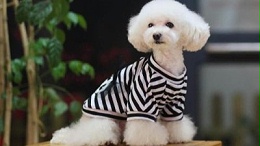 宠物衣服哪里有优惠？_嘉美乐