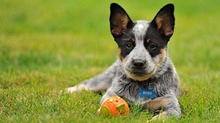 狗衣服批发市场—环球华品网【嘉美乐】