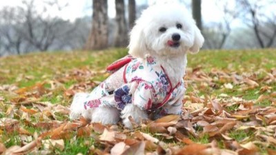 宠物狗服装