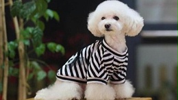 如何做好宠物衣服批发？_嘉美乐