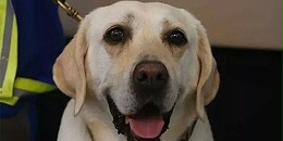 在搜救犬退休仪式上，训练员把它的搜救装备换成了狗玩具【嘉美乐】