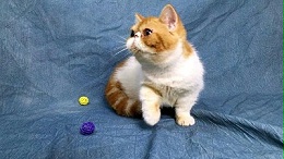 狗窝批发市场在哪里——经济实惠好商家【嘉美乐】