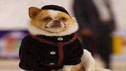 狗衣服厂家—四招教你选择合适的狗衣服【嘉美乐】