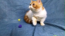 外贸宠物玩具—五大外贸宠物玩具优势【嘉美乐】