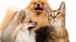 哪里有批发狗窝—穷小伙预言阿里巴巴会成功【嘉美乐】