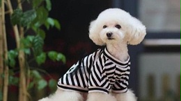 哪里可以批发到宠物衣服？嘉美乐