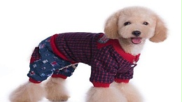 狗衣服代理批发市场—一手货源，值得信赖【嘉美乐】