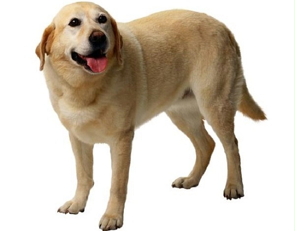 狗窝