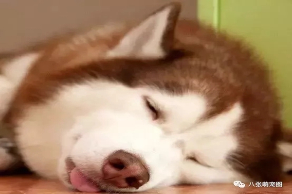 宠物窝厂家