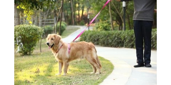 宠物牵引绳