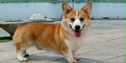 狗衣服工厂定制—论柴犬如何活成了猫咪的性格？【嘉美乐】