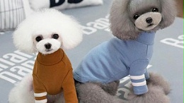 狗的衣服的价格【嘉美乐】狗衣服靠谱货源？
