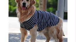 狗狗的衣服多少钱【嘉美乐】给狗穿衣服的正确姿势