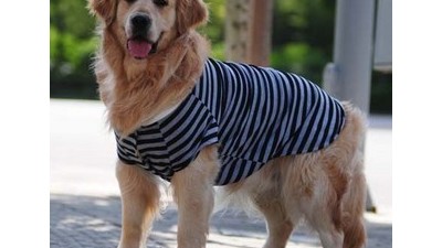 狗衣服