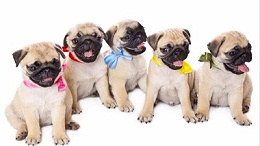 宠物玩具批发—巨大投资潜力【嘉美乐】