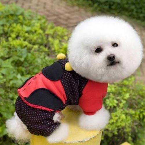 狗衣服