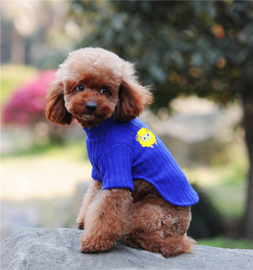 狗衣服