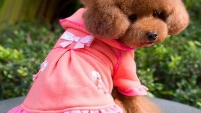 狗衣服