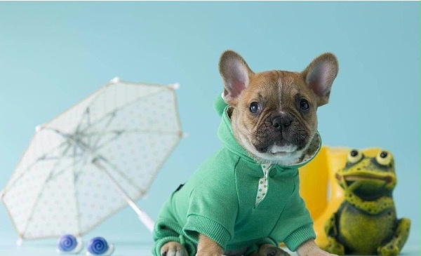 狗狗的衣服