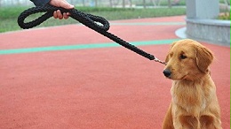 宠物牵引绳批发市场在哪儿？网红平台采购需谨慎_嘉美乐