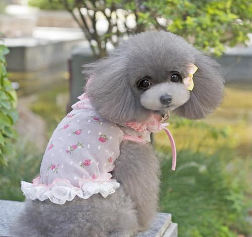 狗衣服