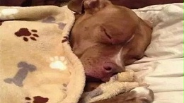 宠物衣服批发—Adi做宠物衣服了？【嘉美乐】