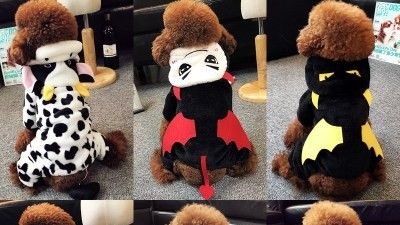 哪里有宠物衣服批发市场