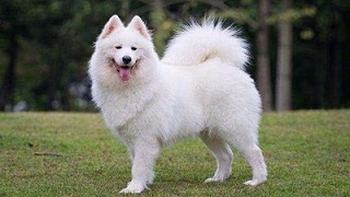 宠物衣服批发市场货源—什么让你不想给狗狗穿衣？【嘉美乐】