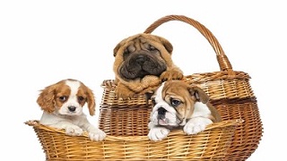 苏州宠物衣服批发市场—性价比之选【嘉美乐】