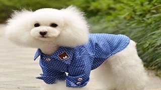 狗衣服批发—连帽卫衣才是降温必备【嘉美乐】