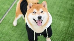 如何根据消费人群做好宠物衣服批发