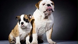 狗衣服加工厂—坚持创新，拒绝山寨【嘉美乐】