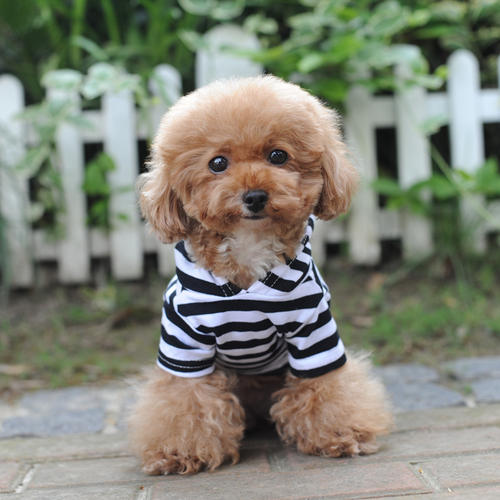 狗衣服