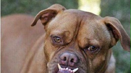 狗窝哪里有批发市场—金杯银杯不如口碑【嘉美乐】