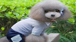 宠物衣服生产厂家—经得起时间考验的生产厂家【嘉美乐】