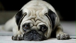 狗窝哪里有批发—如何提高批发利润【嘉美乐】